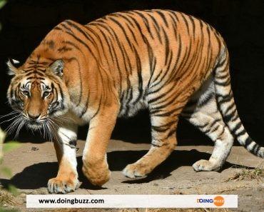 Afrique du Sud : un tigre échappé sème la panique