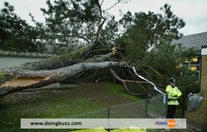 Une Fille Meurt Écrasée Par Un Arbre Dans La Cour De Son École