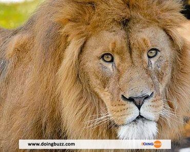 Kenya : La Vasectomie Pratiquée Sur Un Lion Crée Un Tollé