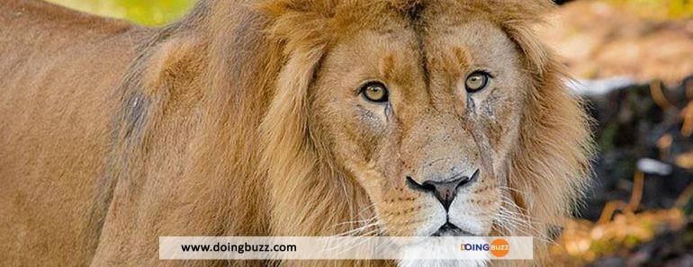 Kenya : la vasectomie pratiquée sur un lion crée un tollé chez les habitants