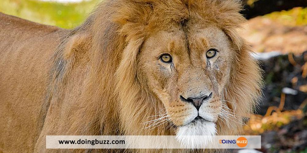 Kenya : la vasectomie pratiquée sur un lion crée un tollé chez les habitants