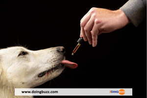 Huiles De Cbd : Quels Sont Leurs Effets Sur Les Chiens Et Les Chats ?