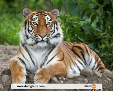 Afrique du Sud : un tigre sème la terreur à Johannesburg