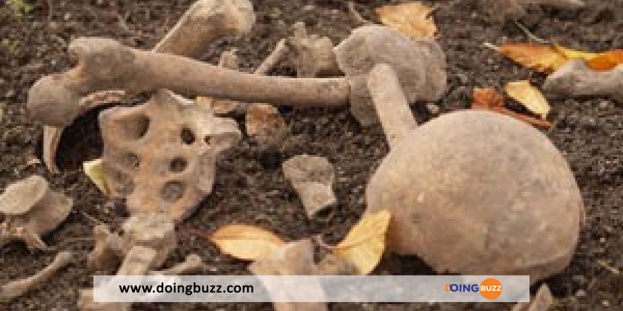 France : des ossements humains découverts dans une forêt