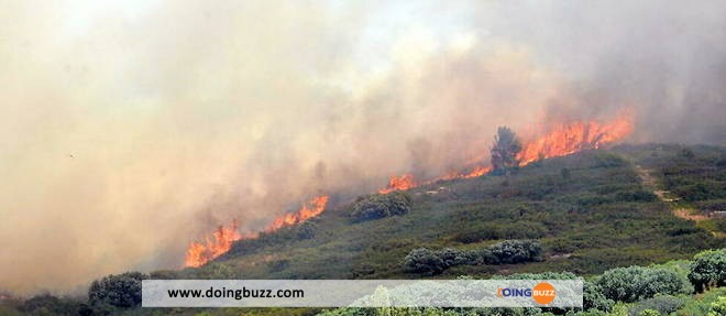 France : Plus De 40 Hectares De Végétation Brûlés Dans Un Incendie