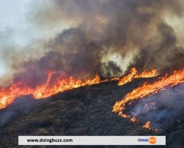 France : plus de 40 hectares de végétation brûlés dans un incendie