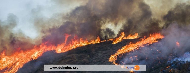 France : plus de 40 hectares de végétation brûlés dans un incendie