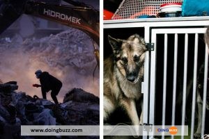 Séisme en Turquie : une adolescente sauvée des décombres grâce à des chiens
