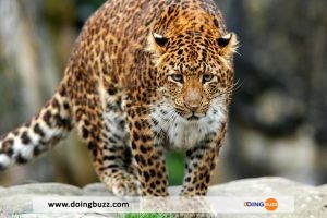 Inde : Un léopard s’introduit dans un tribunal et fait des blessés (vidéo)