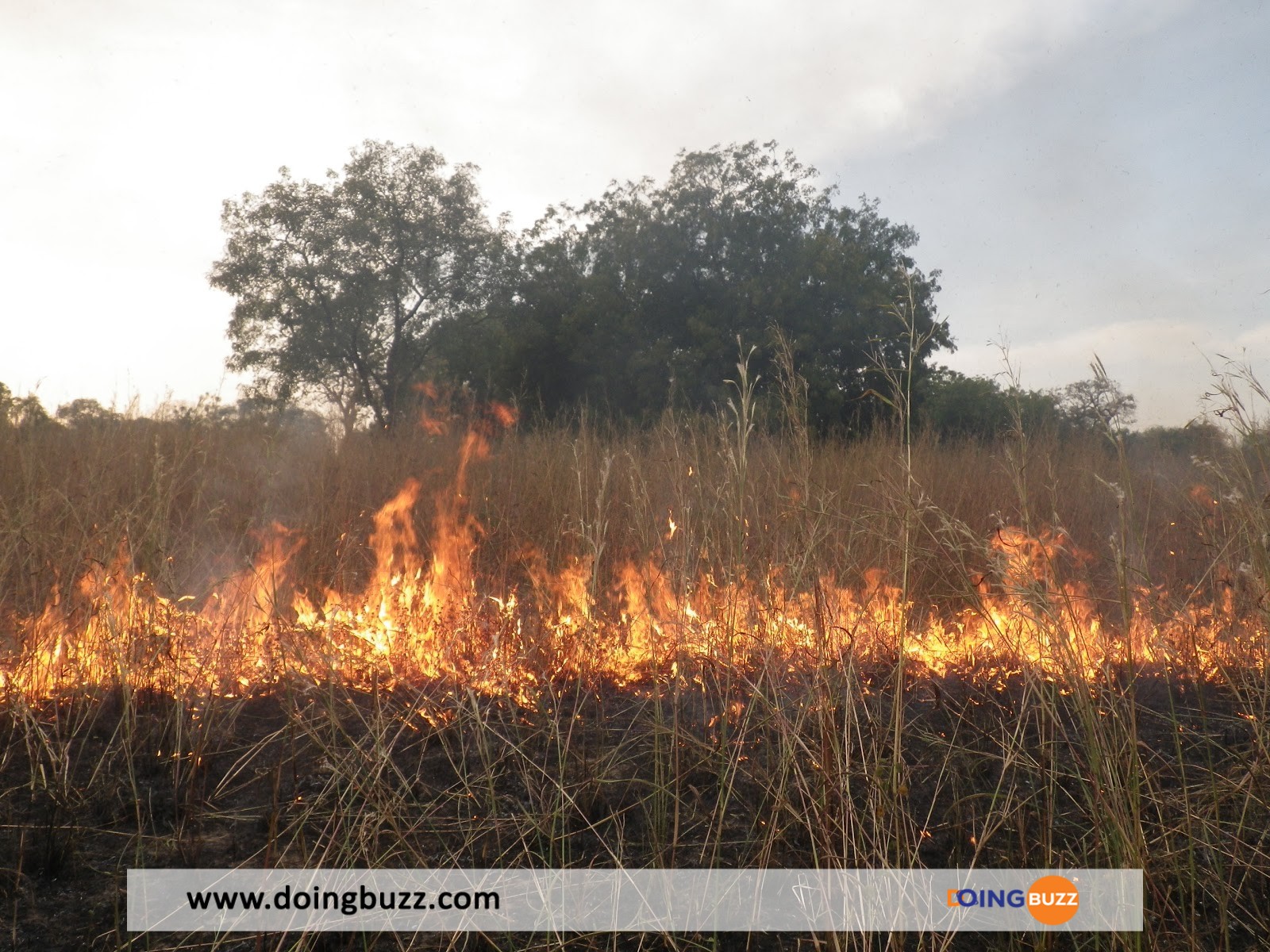 Bénin : Un paysan meurt calciné dans un feu de brousse