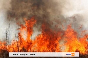 Bénin : Il Meurt Calciné Par Un Feu De Brousse