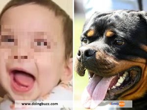 Australie : Deux Chiens Rottweilers Attaquent Un Nouveau-Né