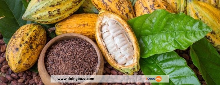Côte D’ivoire : Les Producteurs De Cacao Se Digitalisent