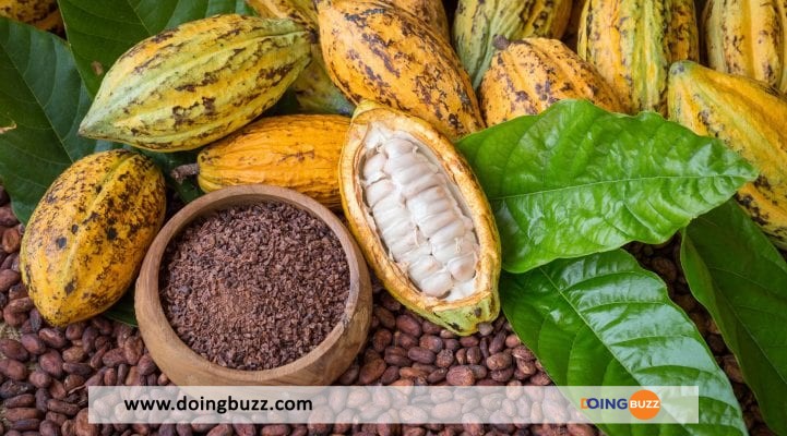 Côte D’ivoire : Les Producteurs De Cacao Se Digitalisent