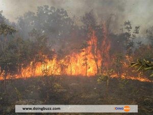 Bénin : Un Paysan Meurt Calciné Dans Un Feu De Brousse