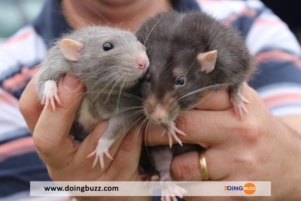 Insolite : une femme vivait avec 800 rats dans sa maison