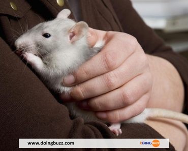 Insolite : Une Femme Vivait Avec 800 Rats Dans Sa Maison