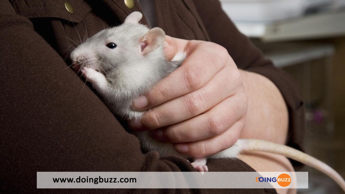Insolite : Une Femme Vivait Avec 800 Rats Dans Sa Maison