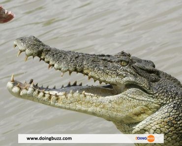3 Hommes Arrêtés En Afrique Du Sud Pour Avoir Volé Un Gros Crocodile De 2,5 Mètres