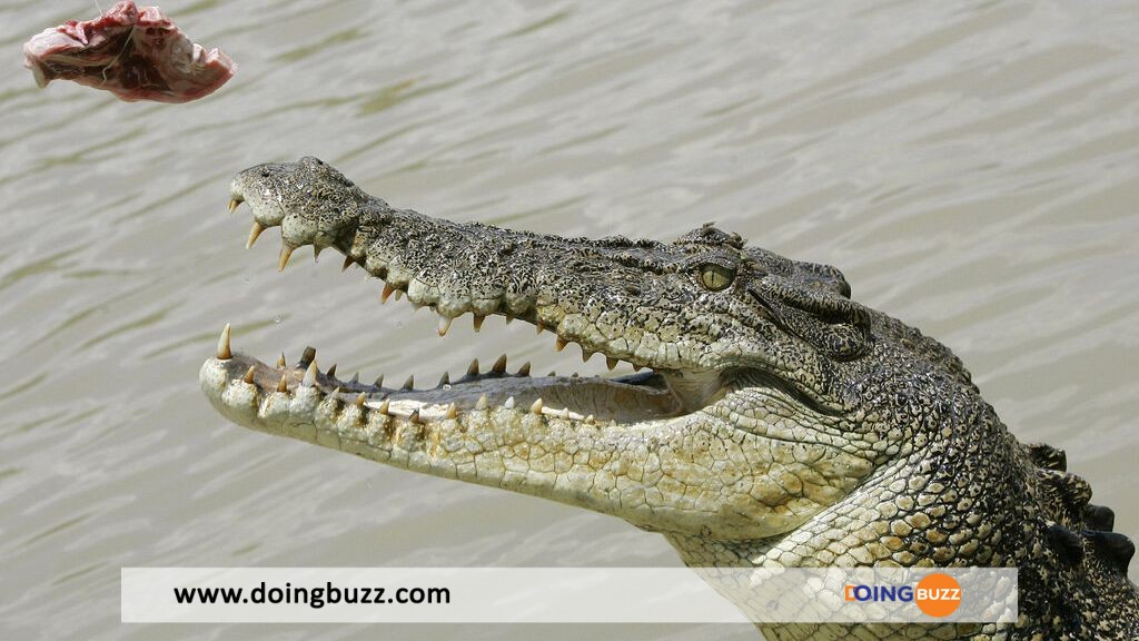Horrible Incident : Un Homme Dévoré Par Des Crocodiles D'Élevage
