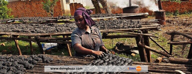 Ouganda : La Fabrication De Charbon De Bois Interdite
