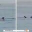 VIDEO : Un requin attaque et tue un Russe au large de la mer Rouge