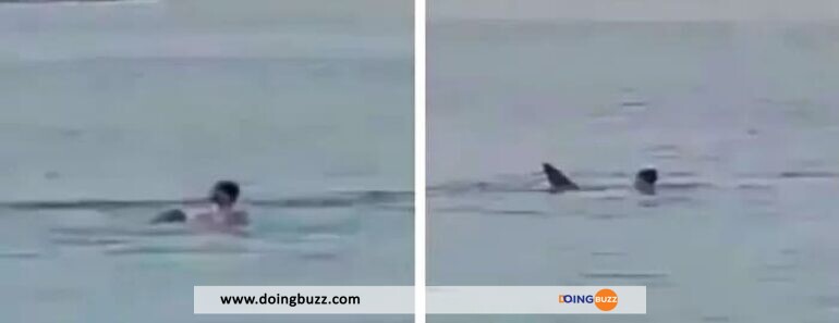 Video : Un Requin Attaque Et Tue Un Russe Au Large De La Mer Rouge
