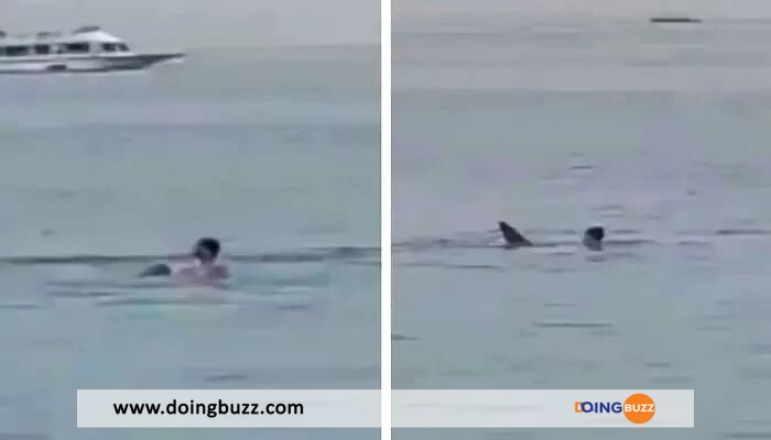 Video : Un Requin Attaque Et Tue Un Russe Au Large De La Mer Rouge