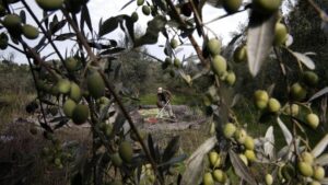 Grèce : Sur L&Rsquo;Île De Kos, Les Produits Locaux Souffrent Du Dérèglement Climatique