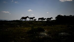 En Espagne Et Au Portugal, Des Bisons Et Des Chevaux Rares Pour Réduire Les Risques D&Rsquo;Incendie