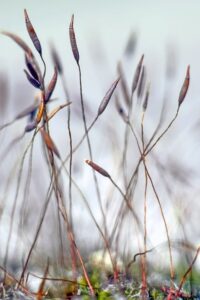 Découvrez Les Nombreux Avantages Du Gaz Naturel Pour Votre Maison