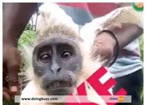 Côte D’ivoire : La Vérité Sur Le Poulet À Tête De Singe Qui Fait Le Buzz À Zélé ! (Video)