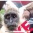 Côte d’Ivoire : La vérité sur le poulet à tête de singe qui fait le buzz à Zélé ! (VIDEO)