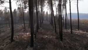 Reportage – À Landiras, Un An Après Les Terribles Incendies, Le Paysage Est Toujours « Limite Désertique »