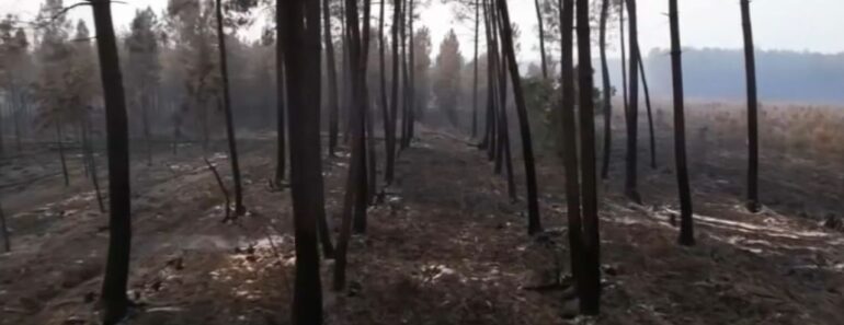 Reportage – À Landiras, Un An Après Les Terribles Incendies, Le Paysage Est Toujours « Limite Désertique »