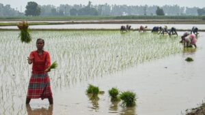 L&Rsquo;Inde Interdit L&Rsquo;Exportation De Riz Blanc Non Basmati : Quels Risques Pour Le Marché Mondial ?