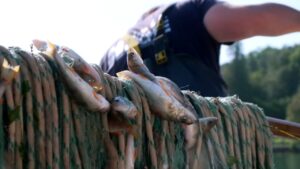 Vidéo – Lac Léman : La Perche, Poisson Star De L&Rsquo;Été