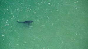 Vidéo – Alerte Au Requin Dans Les Pyrénées-Orientales : Une Plage Évacuée En Urgence