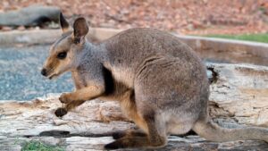 Savoie : Aperçu Dans Un Jardin, Un Wallaby Erre En Liberté