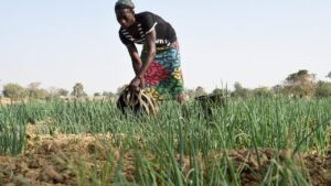 Comment Utiliser L&Rsquo;Intelligence Artificielle Pour Surmonter Les Défis De L&Rsquo;Agriculture ?