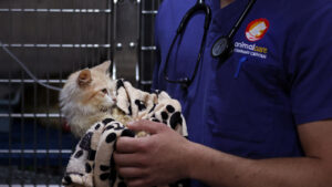 Un Traitement Utilisé Contre Une Maladie Décimant La Population De Chats, Similaire Au Covid-19.