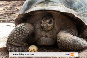 Côte D&Rsquo;Ivoire : Une Tortue Géante De 125 Ans Fait Le Buzz Au Zoo D&Rsquo;Abidjan