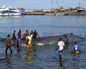 Un baleineau échoué sauvé grâce à une extraordinaire mobilisation solidaire