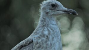 Le Goéland Argenté : Un Oiseau Urbain Moderne, Libre Et Loyal