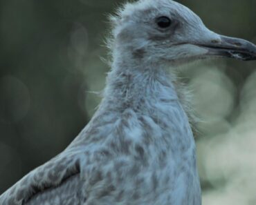 Le Goéland Argenté : Un Oiseau Urbain Moderne, Libre Et Loyal