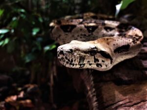 Lui Tombant Sur La Tête, Un Serpent Venu Du Ciel, Mais Le Pire Est Encore À Venir.