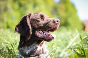 Ils Essaient De Sauver Leur Chien Tombé Dans Un Trou, Mais Ils Ne Le Sortiront Pas Vivants.