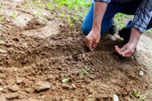 Paris : Un Jardinier Agressé Sauvagement Par Une Espèce Notoirement Redoutable