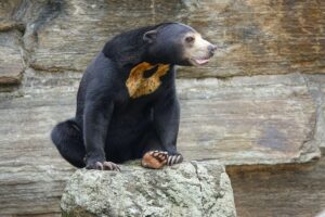 Des Hommes Déguisés En Animaux Dans Un Parc Animalier ? Ces Incroyables Images D&Rsquo;Un Ours Suscitent De Nombreuses Interrogations (Vidéo)