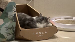 Tesla S&Rsquo;Égare Et Propose À La Vente Un Panier À Chat Inspiré Du Cybertruck